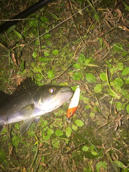 坊主逃れ・・・